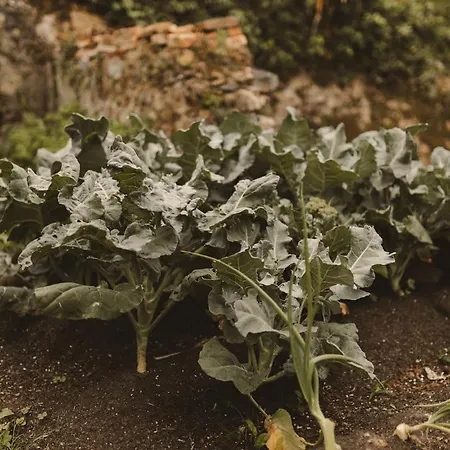 Lujosa Floravista 12 Personas