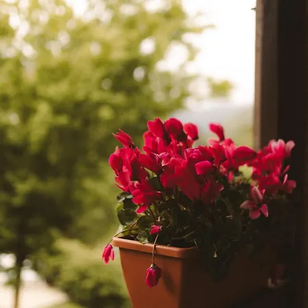 Lujosa Floravista 12 Personas Villa